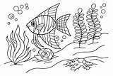 Angelfish To Print Coloring Page  Free Printable Pages sketch template