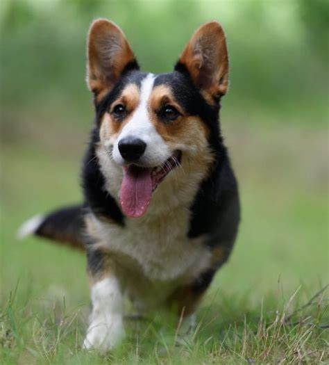 Cardigan Welsh Corgi - Milo Tucker's Pantry