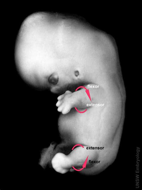 Musculoskeletal System - Limb Development - Embryology