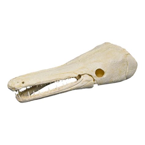 Replica Alligator Gar Skull For Sale – Skulls Unlimited International, Inc.