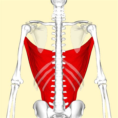 File:Latissimus dorsi muscle frontal3.png - Wikimedia Commons