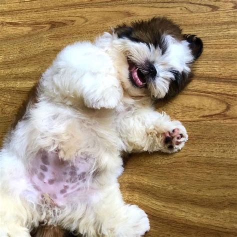 This Puppy Always Sleeps On His Back, And It's Ridiculously Cute | Shih tzu puppy, Sleeping ...