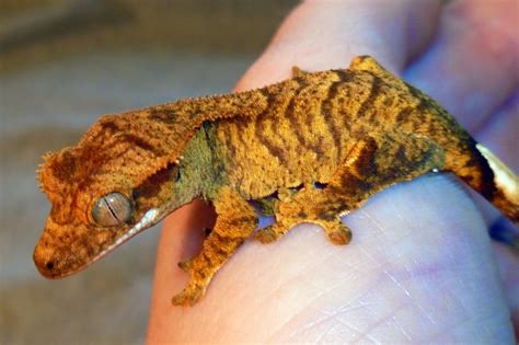 The Joys of Reptile Keeping and Awesome Reptiles: Crested Gecko Morphs