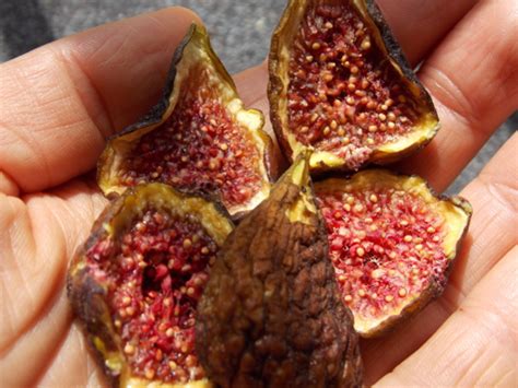 Drying figs