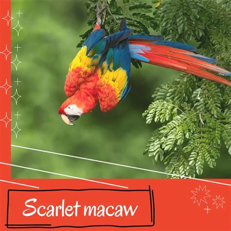 Scarlet macaw - Reproduction Diet Habitat and Lifespan