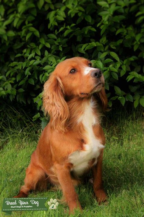 Stunning Proven Red Working Cocker Spaniel - Stud Dog in South ...