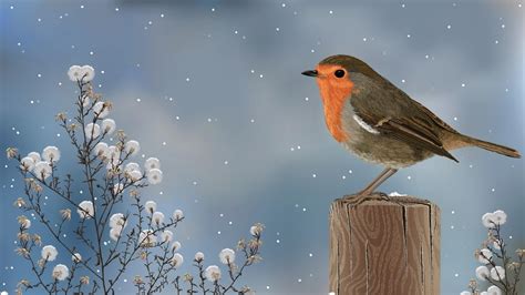 Winter Birds Wallpaper (66+ images)