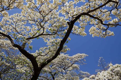 Dogwood Tree: Meaning, Symbolism, and Significance - A-Z Animals