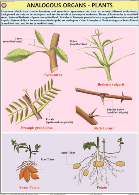 ANALOGOUS ORGANS-PLANTS - Hospital Equipment Manufacturing Company