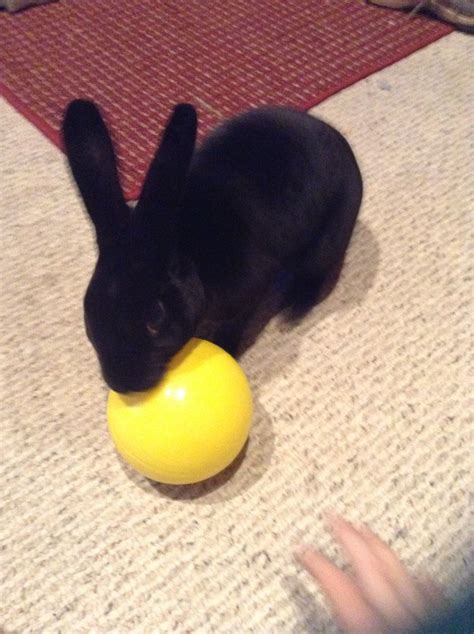 My bunny likes to play with balls | Pets, Bunny, Play