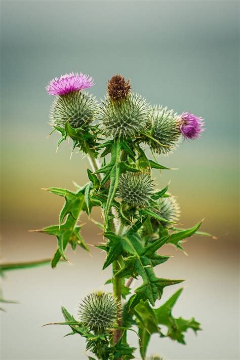 The Flower of Scotland