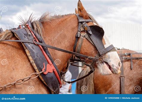 A Draught Horse in harness stock photo. Image of color - 149035888