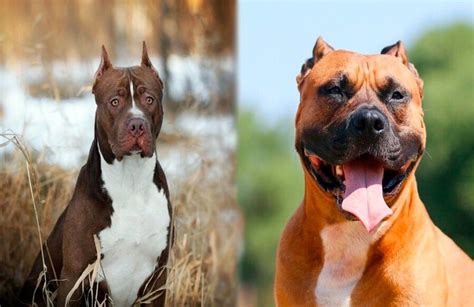 Pitbull et American Staffordshire Terrier différences