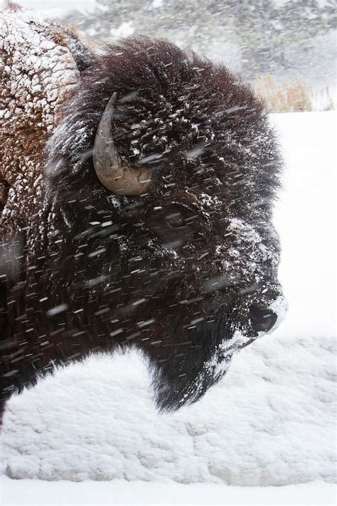 Bison in Snow Photograph by Mark Miller - Fine Art America