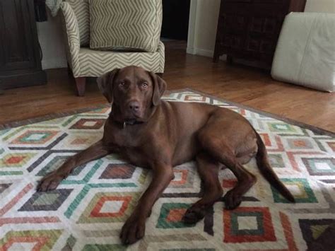 Lost dog (choc lab mix) (Little Compton, RI) lost or found?: lost LOST ...