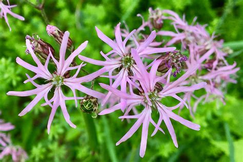 Wildflower Wednesday: Ragged Robin – Seashore to Forest Floor