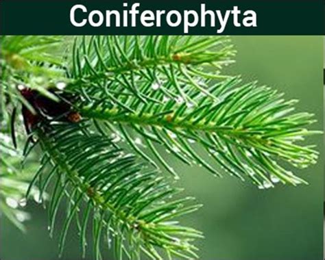 Gymnosperms - Introduction,Characteristics and its Classification