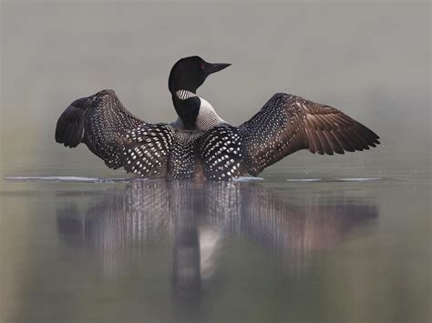 What is the State Bird of Minnesota? (And Why?) | Bird Fact