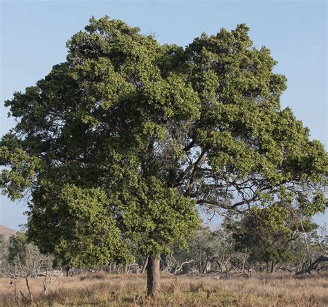 hawaiian sandalwood tree - Google Search | Sandalwood, Plants, Tree