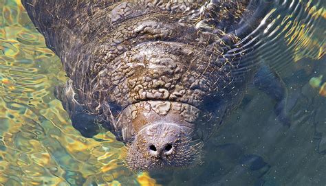 Baby Manatee Photograph by Kenneth Albin | Fine Art America