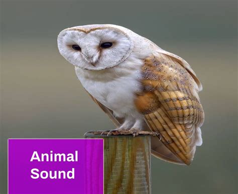 Animal Sound Free MP3 Download | Mingo Sounds