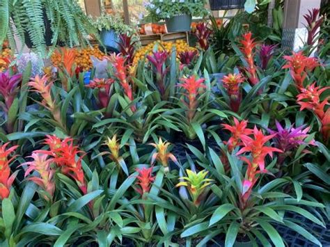 Indoor Bromeliad needs help in the Ask a Question forum - Garden.org