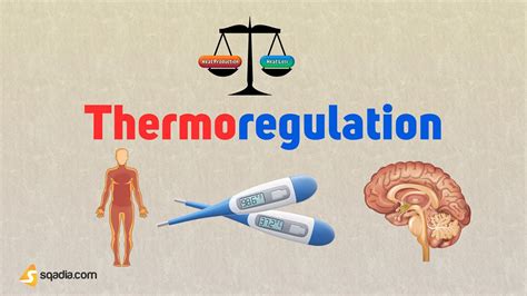 Thermoregulation