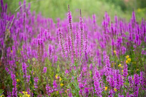 Purple Loosestrife (Lythrum Salicaria) - Good Plant Or Bad Weed?