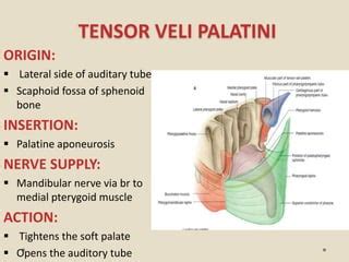 Tensor Veli Palatini Origin And Insertion