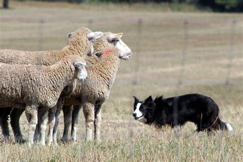 Sheepdog trial - Wikipedia