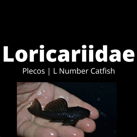 Loricariidae - Home | Facebook