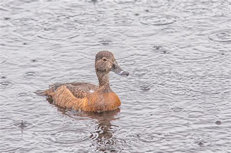 Female Ring-Necked Duck Photograph by Richard Leighton | Fine Art America