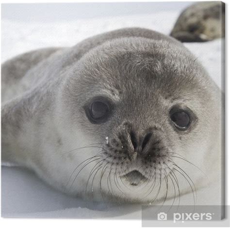 Weddell seal pups on the ice of the Antarctic Peninsula 1 Canvas Print • Pixers® - We live to change