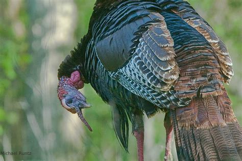 Wild turkey snood--During the mating season, male Wild Turkeys can change the length and colour ...