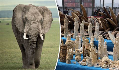 Illegal ivory trade comes from elephants poached in past three years | Nature | News | Express.co.uk