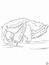 Oso hormiguero Para Colorear  Imprimible Y Gratis Niños sketch template