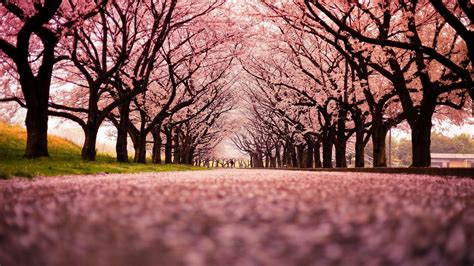 Pink Cherry Blossom Winter Trees HD Japanese Wallpapers | HD Wallpapers ...