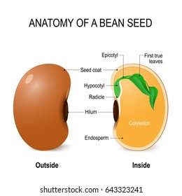 Anatomía de una semilla de frijol.: vector de stock (libre de regalías ...