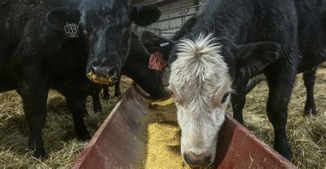 Creative feed strategies for wintering cows are helpful but costly ...