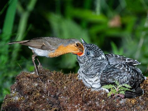 Cuckoo Bird Facts (Cuculus canorus) | Bird Fact