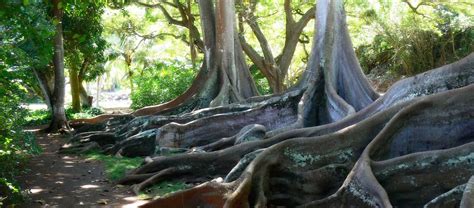 National Tropical Botanical Garden | Tropical Plants, Kauai, Botanical ...