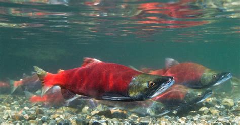 What are Kokanee Salmon: All About Landlocked Sockeye Salmon