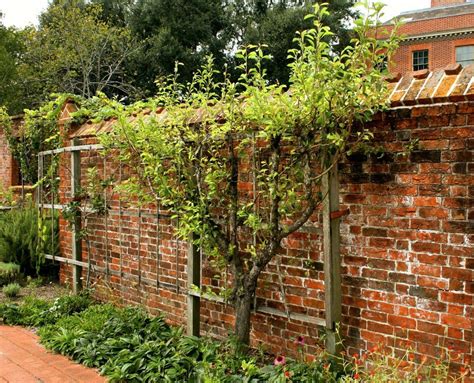 Espalier Fruit Trees - More Fruit in Less Space - GardensAll