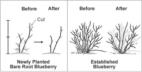 How To Prune a Blueberry Bush from the Experts at Wilson Bros Gardens