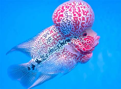 Flowerhorn Cichlid Care Guide: Fact Sheet, Breeding, Behavior, & More