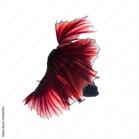 Red betta fish Stock Photo | Adobe Stock