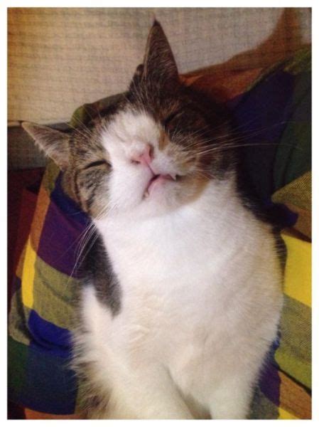 A Strangely Deformed Cat That Is Still Pretty Adorable (26 pics) - Izismile.com