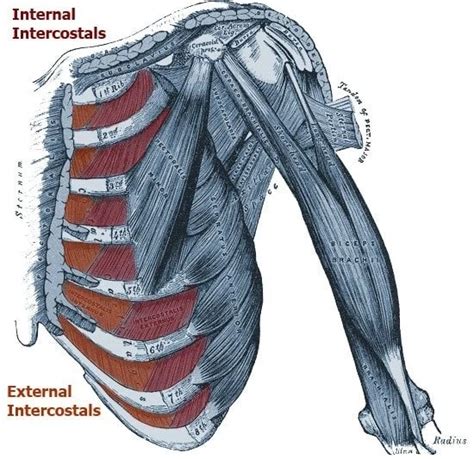 External and Internal Intercostals: Learn Your Muscles - Custom Pilates ...