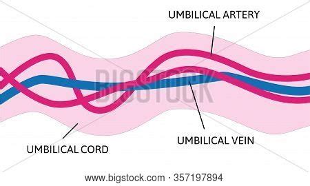 Anatomy Umbilical Vector & Photo (Free Trial) | Bigstock