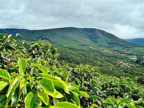 Coffee Plantation In Costa Rica | Costa Rica | Pinterest